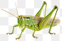 PNG Green grasshopper locust animal insect 