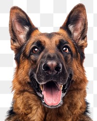 PNG Joy German Shepherd mammal animal pet.