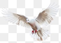 PNG White pigeon animal flying bird.