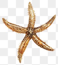 PNG A starfish invertebrate animal symbol.