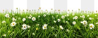 PNG Grass and daisy flowers row backgrounds grassland outdoors.