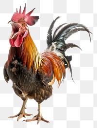 PNG A roaring chicken poultry rooster animal.