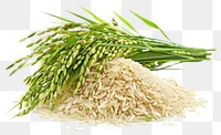 PNG Rice plant food white background.