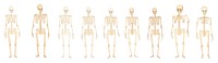 PNG Skeletons as divider watercolor illustrated drawing person.