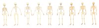 PNG Skeletons as divider watercolor person human head.