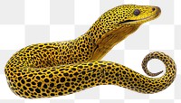 PNG Ribon Moray Eel eel reptile animal.