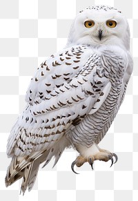 PNG Snowy owl animal bird.