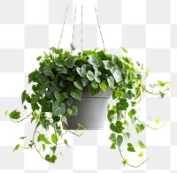 PNG Plant hanging in pot leaf ivy 