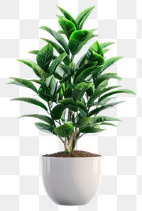 PNG Indoor plant leaf vase white background.