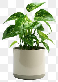 PNG Office desk mini plant vase leaf 