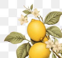 PNG Vintage drawing of lemon fruit plant food.