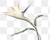 PNG Botanical illustration bird of paradise flower plant fragility.