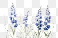 PNG Botanical illustration delphinium flower lavender blossom.