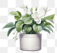 PNG Botanical illustration flower pot plant vase houseplant.