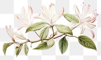 PNG Botanical illustration honeysuckle flower blossom plant.