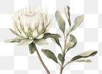 PNG Botanical illustration protea flower blossom drawing.