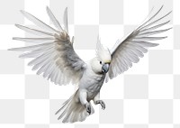 PNG Cockatoo animal parrot white. 