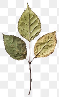 PNG Real Pressed a rose leaves leaf background plant.