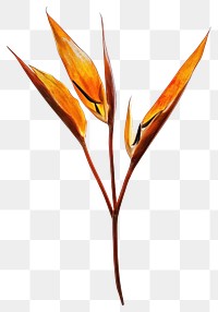 PNG Pressed a Bird of paradise flower plant invertebrate illustration.