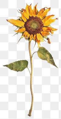 PNG Real Pressed a sunflower background dried white.