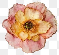 PNG Real Pressed a peony flower petals accessories.