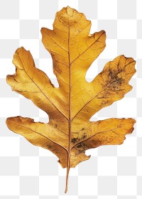 PNG Real Pressed a oak leaf plant photography botanical.