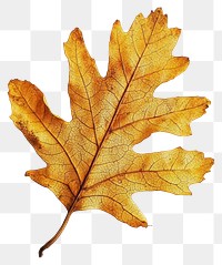 PNG Real Pressed a oak leaf isolated plant white.