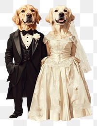 PNG Two Golden Retriever dogs costumes wearing vintage elegant bride and groom dresses illustration wedding animal.