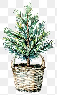 PNG Watercolor pine tree in basket