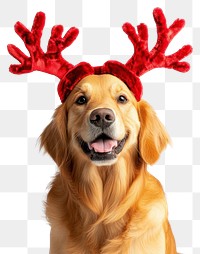 PNG Golden retriever dog dog wearing a red deer antlers headband on head christmas costume cute.