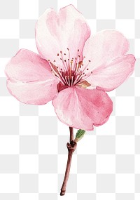 PNG Cherry Blossom blossom illustration watercolor.