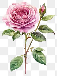 PNG English pink Roses rose illustration watercolor.