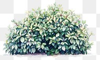 PNG Euonymus bushes plant illustration watercolor.