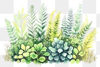 PNG Ferns bushes plant art illustration.