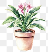 PNG Flower Potted Plant flowers plant illustration.