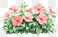 PNG Hibiscus plant illustration watercolor.