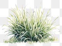 PNG Ornamental Grasses plant grass illustration.