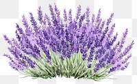 PNG Lavender bushes lavender plant illustration.