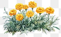 PNG Illustration watercolor marigold flowers.