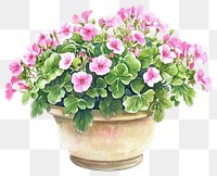 PNG Plant illustration watercolor geranium.