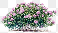 PNG Rock Rose plant bushes rose art illustration.