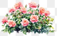 PNG Rose bushes roses illustration watercolor.