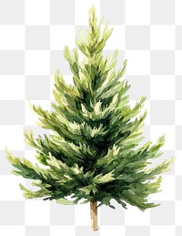 PNG Taxus baccata illustration watercolor plant.