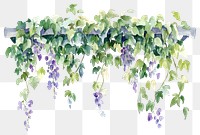 PNG Vine illustration watercolor garden.