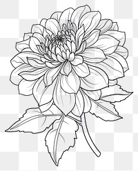 PNG Dahlia art illustration drawing.