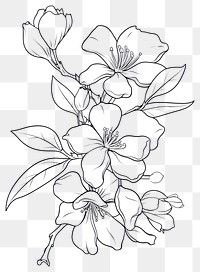 PNG Jasmine art illustration drawing.