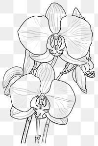 PNG Orchid flower orchid art.