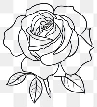 PNG Rose flower art illustration.