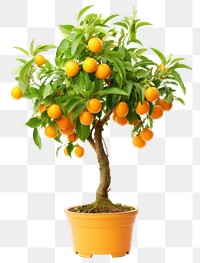 PNG Kumquat tree grapefruit bonsai plant. 