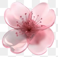 PNG Coquette sakura illustration blossom flower.